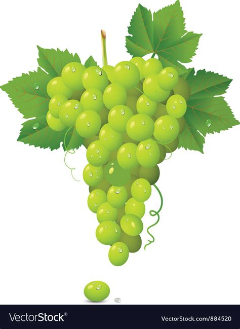 White grapes Royalty Free Vector Image - VectorStock