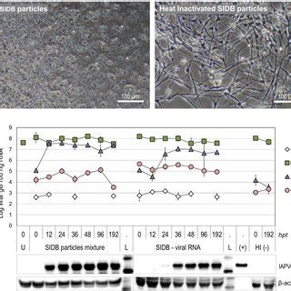 Viral Dynamics In Ame Cells Transfected With Rna From A Virus