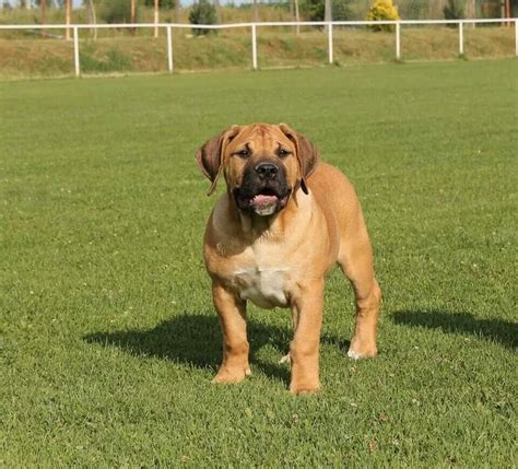 Boerboel puppy | Boerboel, Bull mastiff, Mastiffs