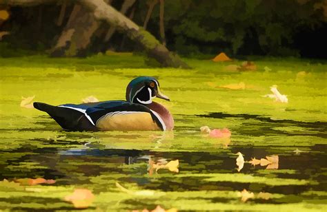 Wood Duck on Pond Photograph by William Jobes - Fine Art America