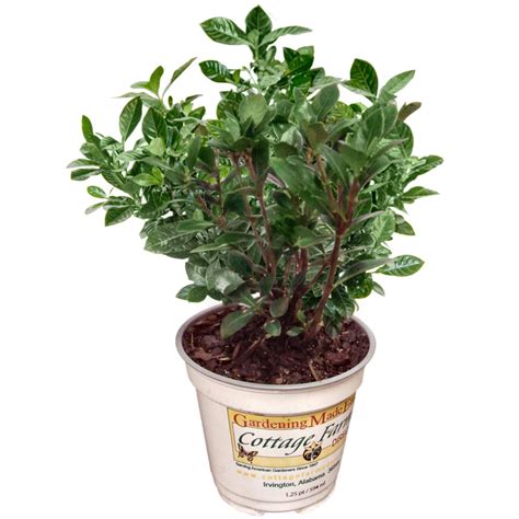 Cottage Farms Direct Shrubs Piece August Beauty Gardenia