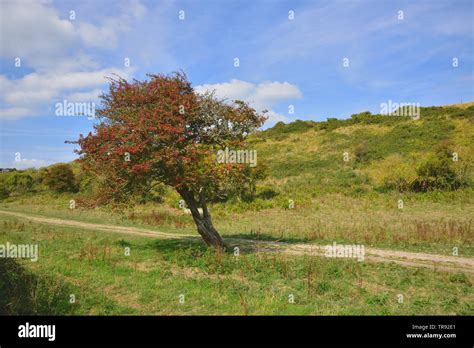 Rowan Tree Mythology High Resolution Stock Photography And Images Alamy