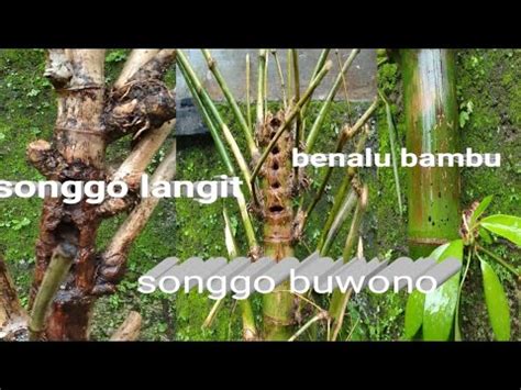 Bambu Unik Songgo Langit Songgo Buwono Benalu Bambu YouTube