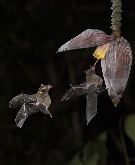 Adrian Davies Imaging Leaf Nosed Bat Phyllostomidae Sp