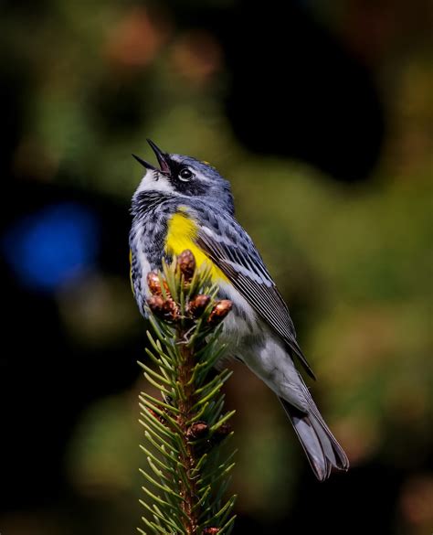 Yellow Rumped Warbler Sans Blue Blob Photos Added Nikon Cafe