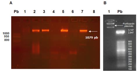 A Electrofor Sis En Gel De Agarosa Al Con Bromuro De Etidio De Los