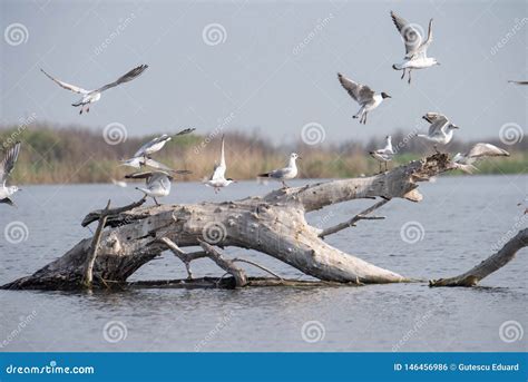 Wildlife Birds in Danube Delta , Romania Wildlife Bird Watching Stock ...