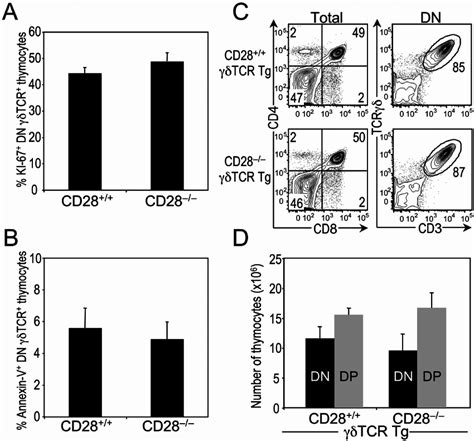 Effect Of Cd Deficiency On Cd T Cell Development A Phenotypic