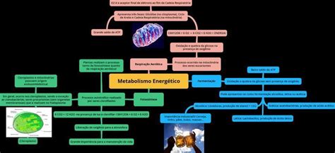 Mapa Mental Sobre Metabolismo Energético Urgente Por Favor Brainly