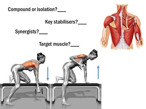 Dumbbell Bent Over Row Diagram | Quizlet