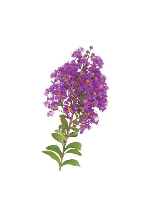 A Guide To Crepe Myrtle Varieties | Crepe myrtle, Myrtle tree, Plants