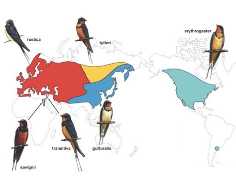 Barn Swallows May Indeed Have Evolved Alongside Barns Humans