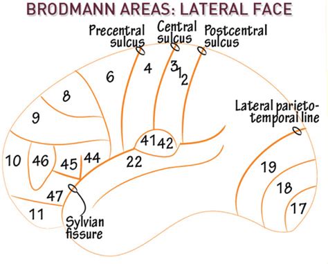 Cns Pns Gross Anatomy Of The Head Eye Nose Oropharynx Ear