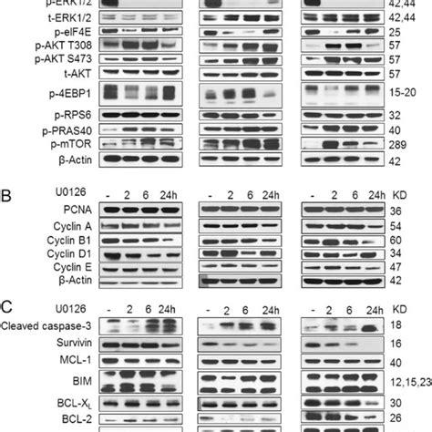 Biochemical Analysis Of U Treated Human Cca Cell Lines K Ras