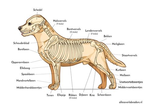 ANATOMIE Info Over Honden