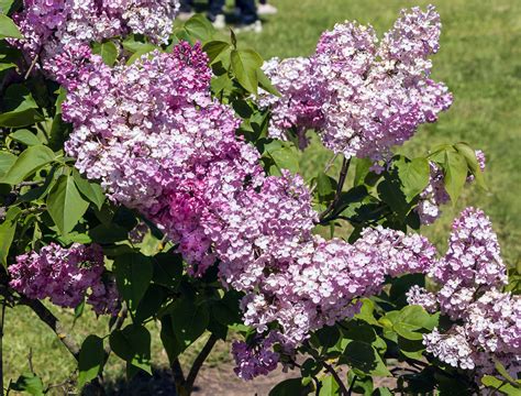 6 Lilac Varieties Perfect For Your Landscape