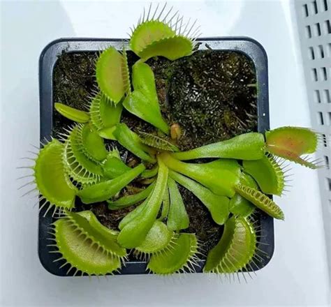 Cuidados De Las Plantas Carnivoras Venus Atrapamoscas En Venta En Lima