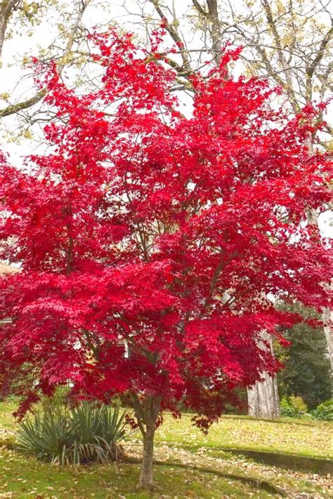 Buy Osakazuki Japanese Maple | FREE SHIPPING | Wilson Bros Gardens | 5 Gallon