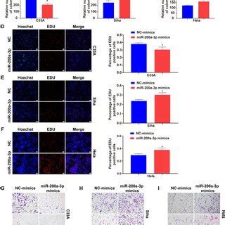 Differential Effects Of MiR 200a 3p Overexpression On Proliferation And