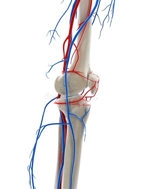 Los Vasos Sanguíneos De La Rodilla Stock de ilustración Ilustración