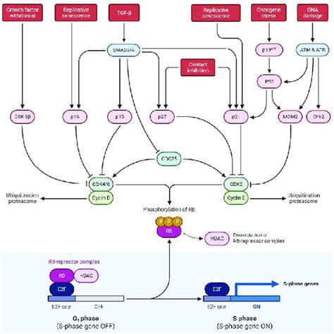 Schematic Representation Exhibiting P53 And Rb Pathways At The Tumor