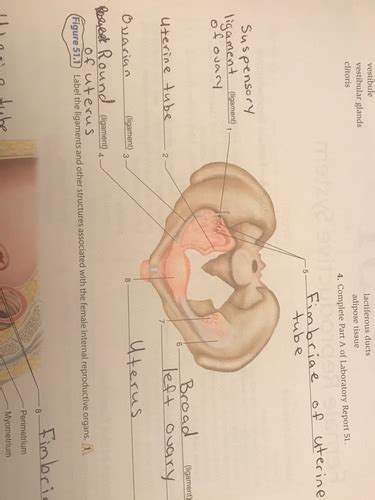 Female Reproductive System Lab 51 Flashcards Quizlet