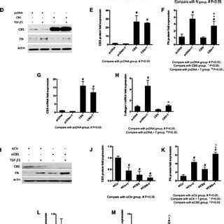 Cbs Regulated Il Induced Inflammation In Hk Cells A Cbs Mrna