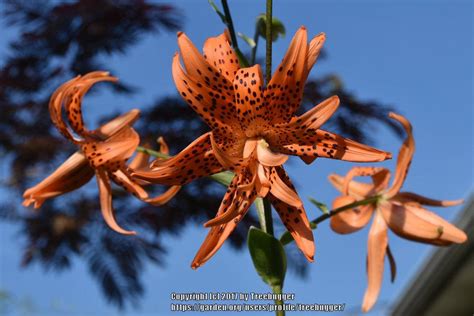 Photo Of The Bloom Of Double Tiger Lily Lilium Lancifolium Flore