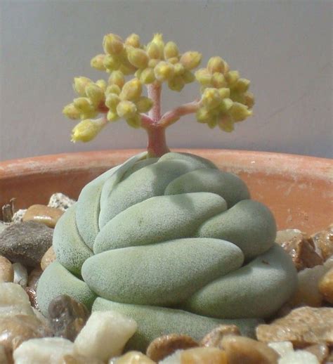 Strange Unique Succulents You Ve Probably Never Seen Before Artofit