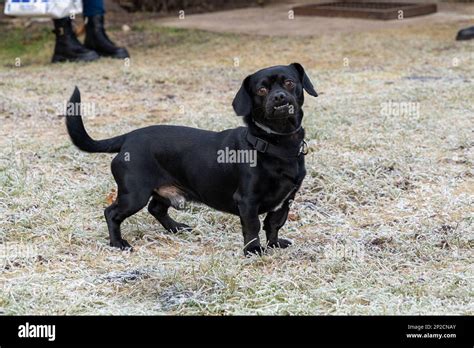 Black pekingese dachshund mix dog standing on frosted grass and looking ...