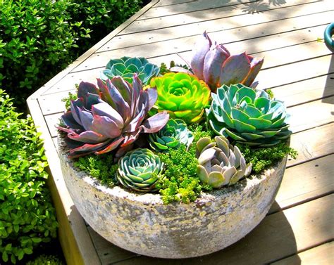 Cómo instalar un mini jardín de plantas suculentas y crasas