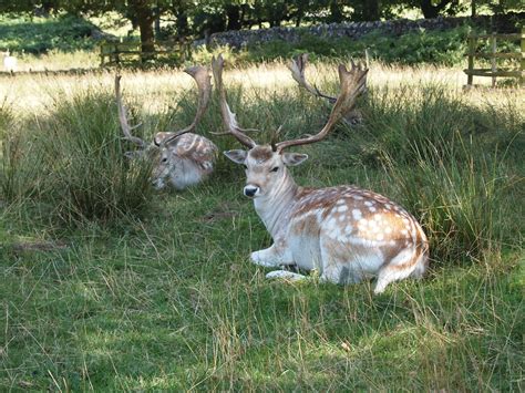 Deer Park Fallow Free Photo On Pixabay