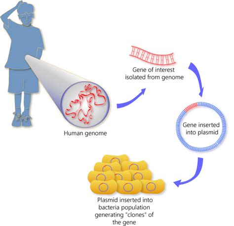 Simple Cloning Process