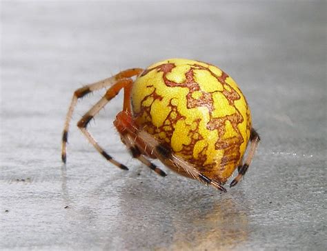 What Is That Big Orange Spider The Infinite Spider