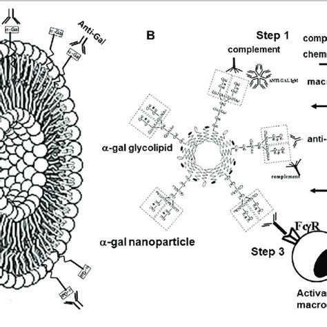 Structure And Biological Functions Of α Gal Nanoparticles A α Gal