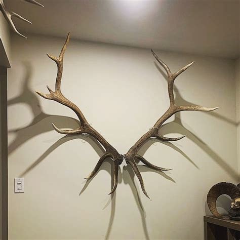 Mounted Antlers