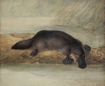 Platypus Adaptations: Lesson for Kids | Study.com