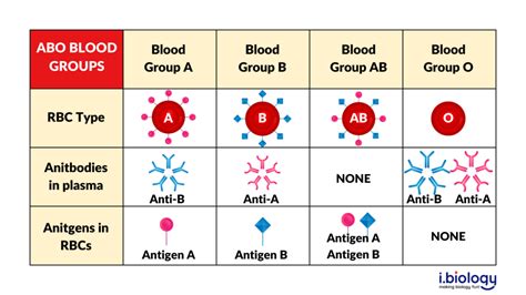 Blood Types And Compatibility In Transfusions Anthromania