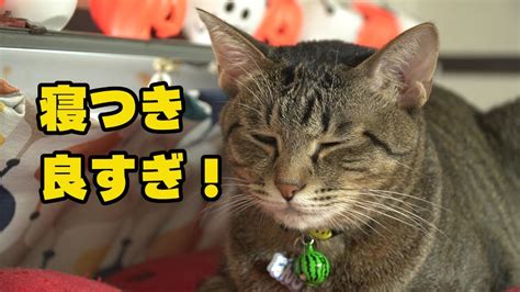 うちのネコ 猫の寝つきがいいのでどれくらい良いのか調べてみたら驚いた 笑 Youtube