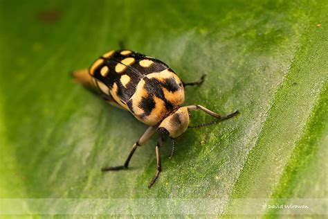 Tumbling Flower Beetle Hoshihananomia Sp Singapore Geographic