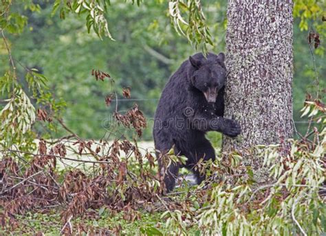 114 Bear Leaning Tree Stock Photos Free And Royalty Free Stock Photos