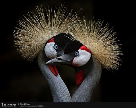 Beautiful Bird Photography | Inspiration | Scott Photographics | Free ...