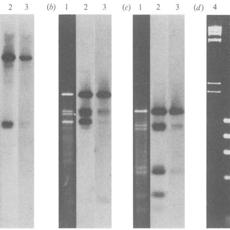 Southern Blot Hybridization Of Bpv Fpv Cpv And Ppv Rf Dnas With Z