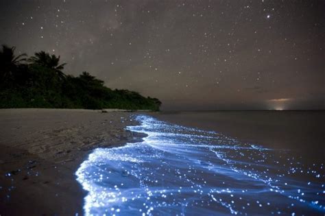 Bioluminesc Ncia Onde Encontrar Praias Paradis Acas Que Brilham No