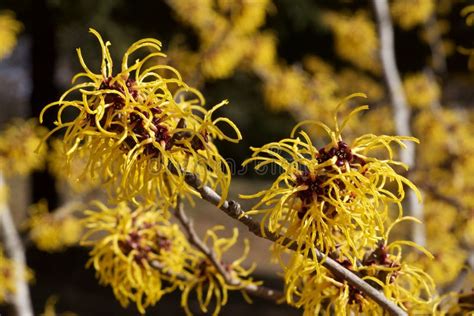 Witch Hazel That Yellow Beautiful Flowers Bloom Early Spring Stock