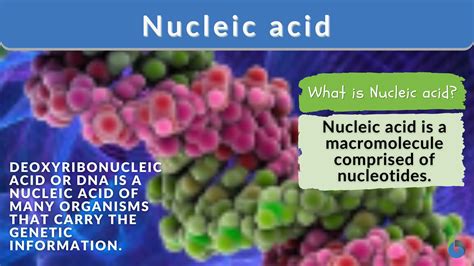 Nucleic acid - Definition and Examples - Biology Online Dictionary