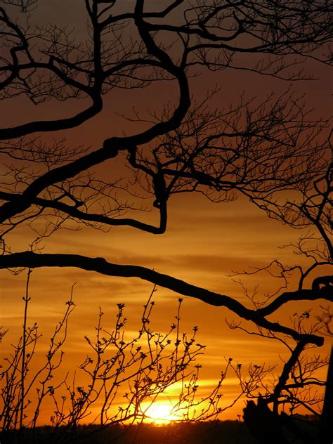 Sunset Branches Silhouette Sun HD Phone Wallpaper Peakpx