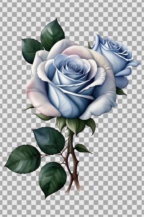 White Roses In Watercolor Style Clip Art Set Png With Transparent