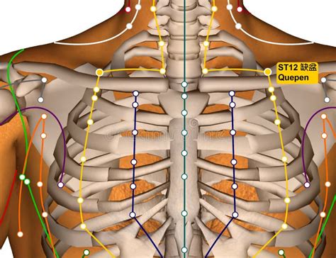 Acupuncture Point ST12 Quepen Stomach Meridian Stock Illustration