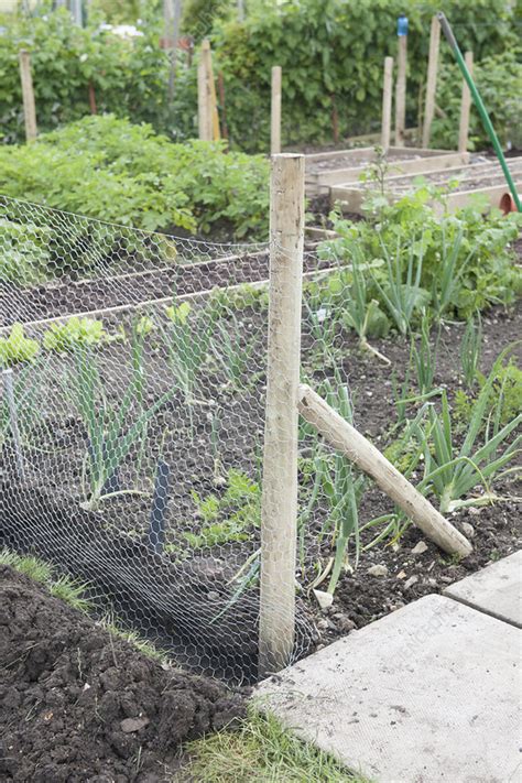 Rabbit Proof Vegetable Garden Fence - Garden Design Ideas